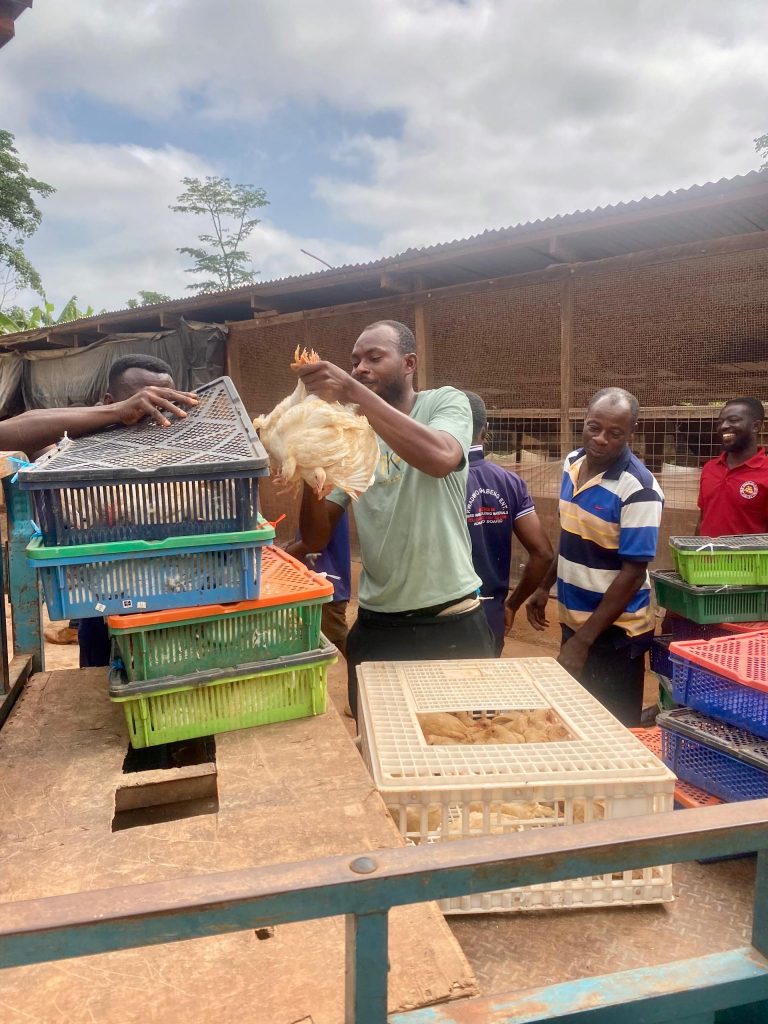 Juaboso District Distributes 10,000 Chickens to Boost Livelihoods and Nutrition